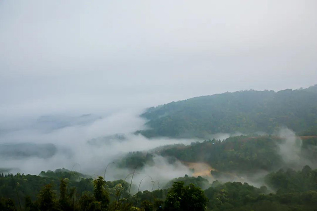 六大茶山