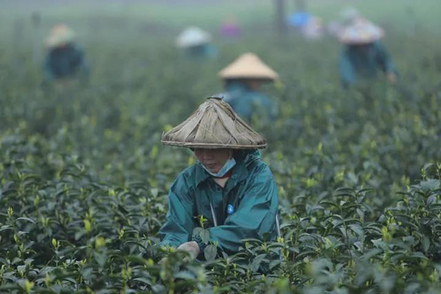 浙江龙游黄茶