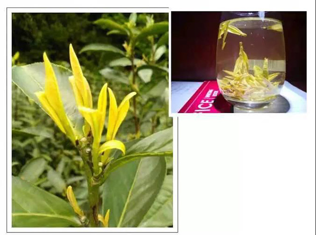 珍稀黄化变异茶树品种龙游黄茶