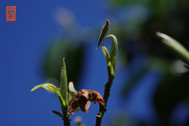 福元昌普洱茶