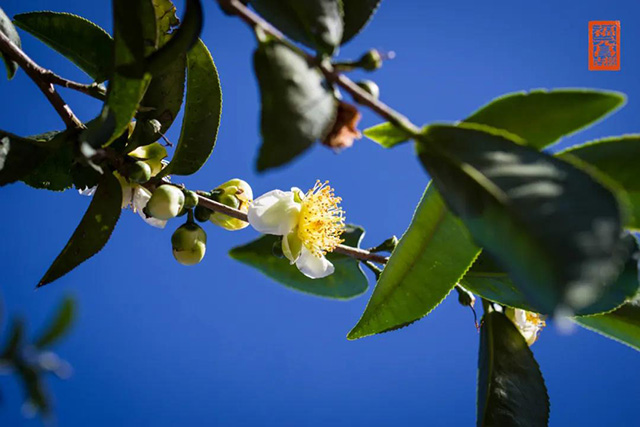 福元昌普洱茶