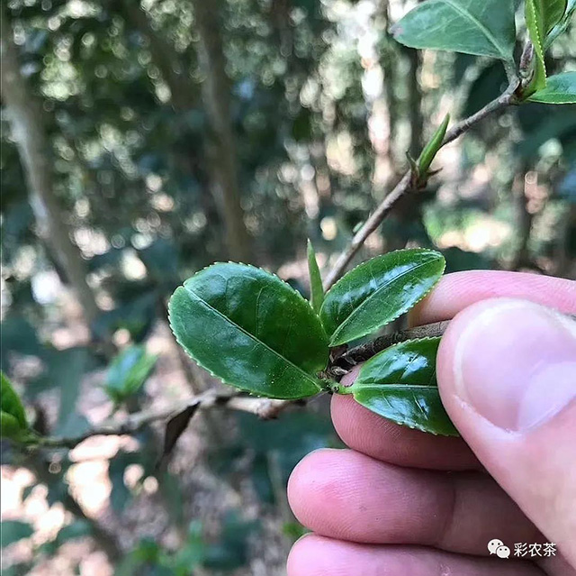 彩农茶2021春倚邦猫耳朵品鉴装