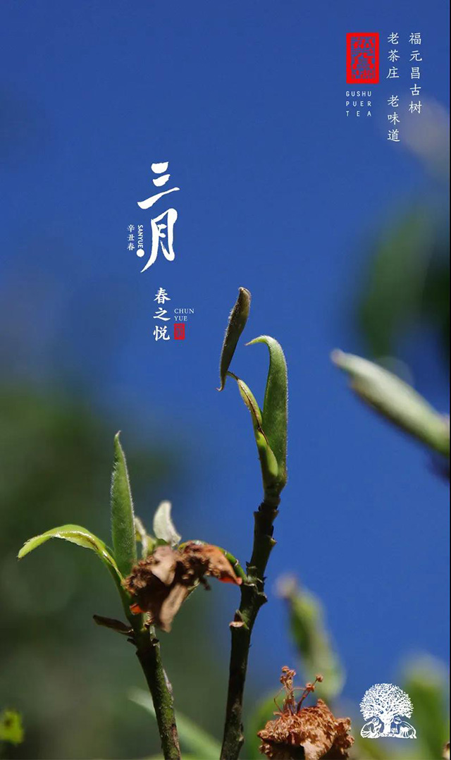 福元昌2021年春茶三月系列正式上市