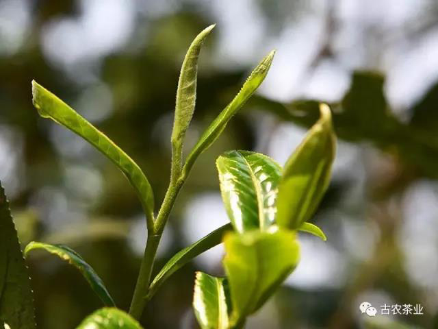 彩农茶薄荷塘普洱茶