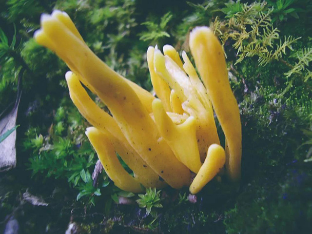 普洱杂志茶山行