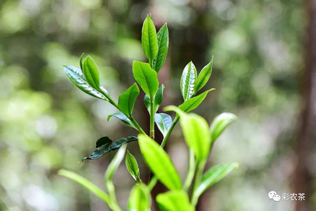 彩农茶曼松普洱茶