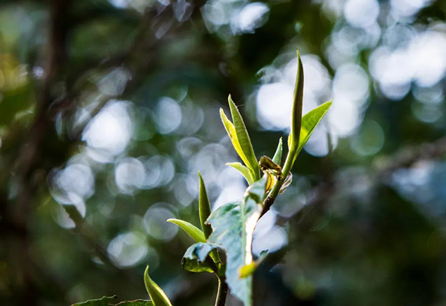 龙润茶节暨皇家贡茶探源之旅