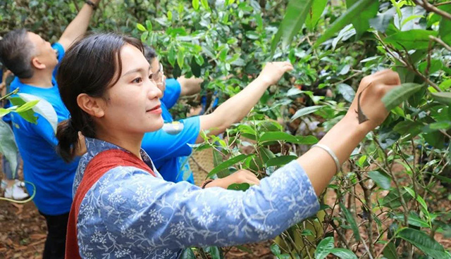 龙润茶节暨皇家贡茶探源之旅