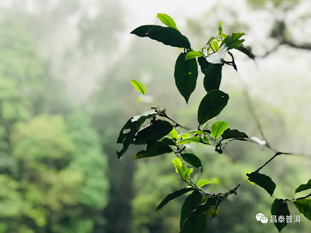 昌泰普洱茶山行