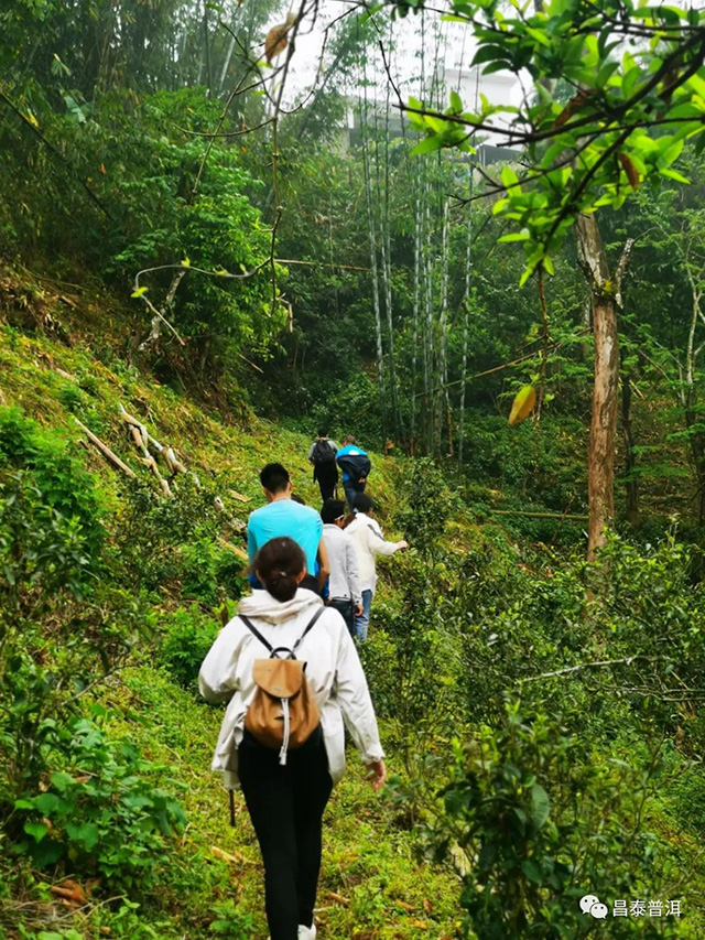 昌泰普洱茶山行