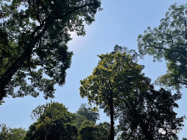 芒嘎拉第十八期茶山游学