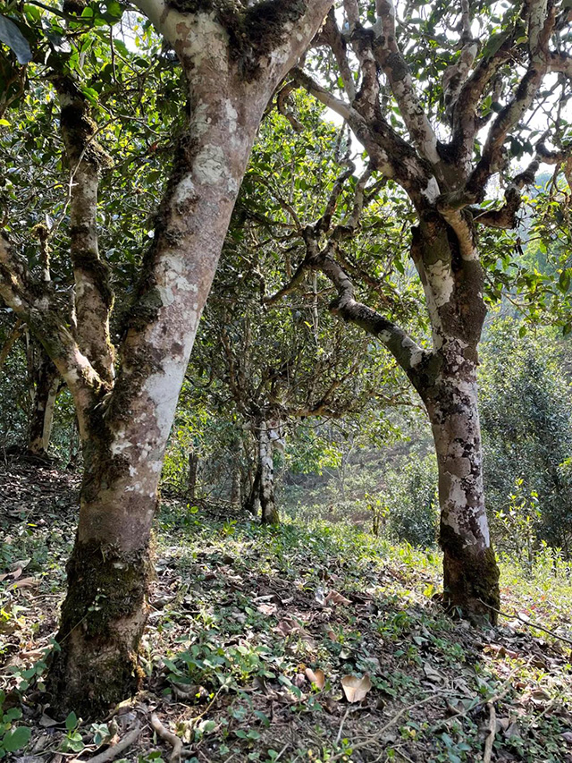 益木堂正山蛮砖普洱茶