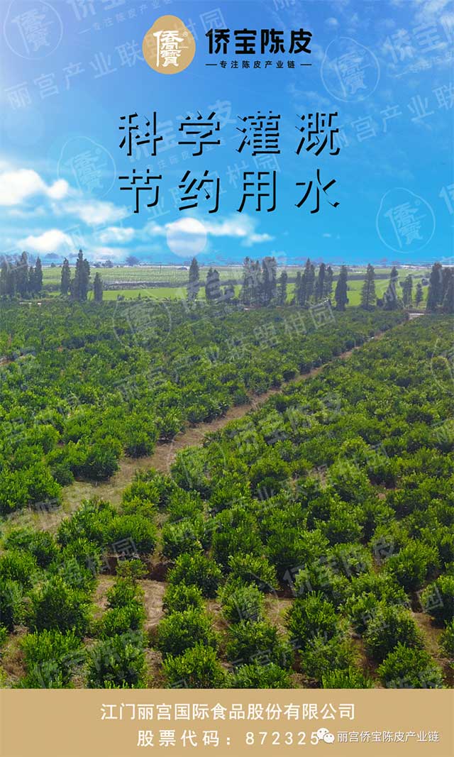 丽宫侨宝陈皮