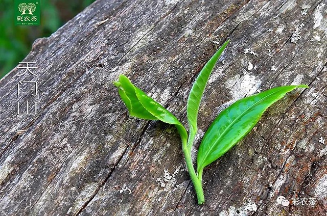 彩农茶2021年春茶天门山普洱茶