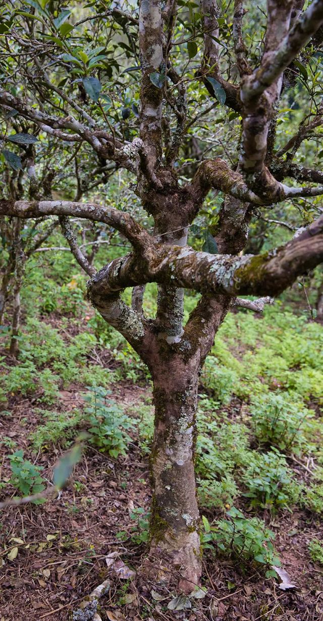 益木堂江内正山系列正山倚邦