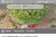 茶王树10公斤茶鲜叶采摘权拍出1068万元！到底谁“疯”了？