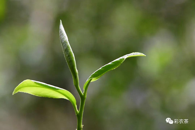 彩农茶2021年春茶普洱茶