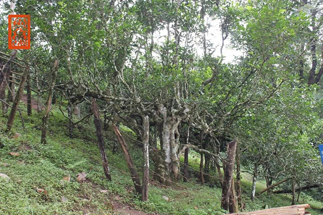 福元昌茶王树普洱茶