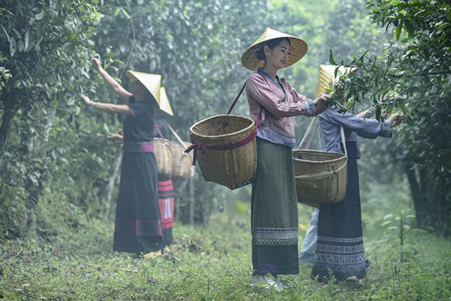 龙润茶茶山行