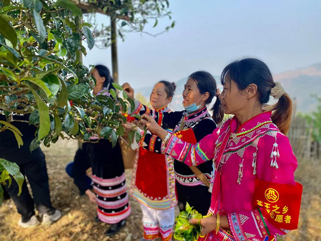 邦崴过渡型茶王树古茶树