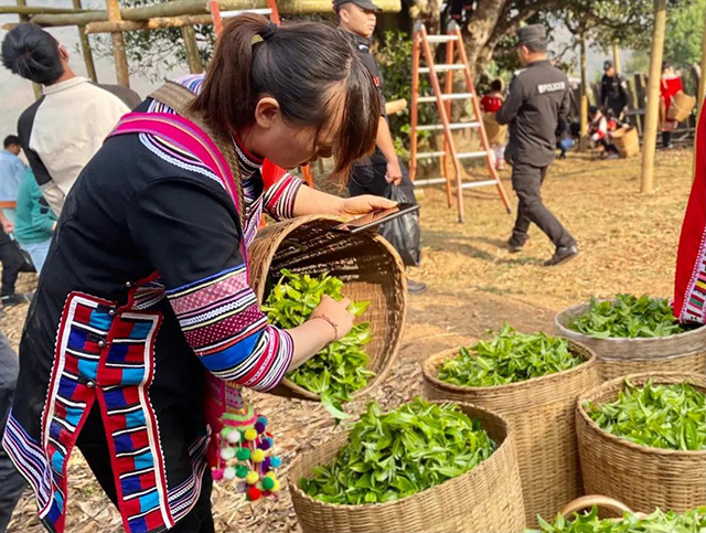 邦崴过渡型茶王树古茶树