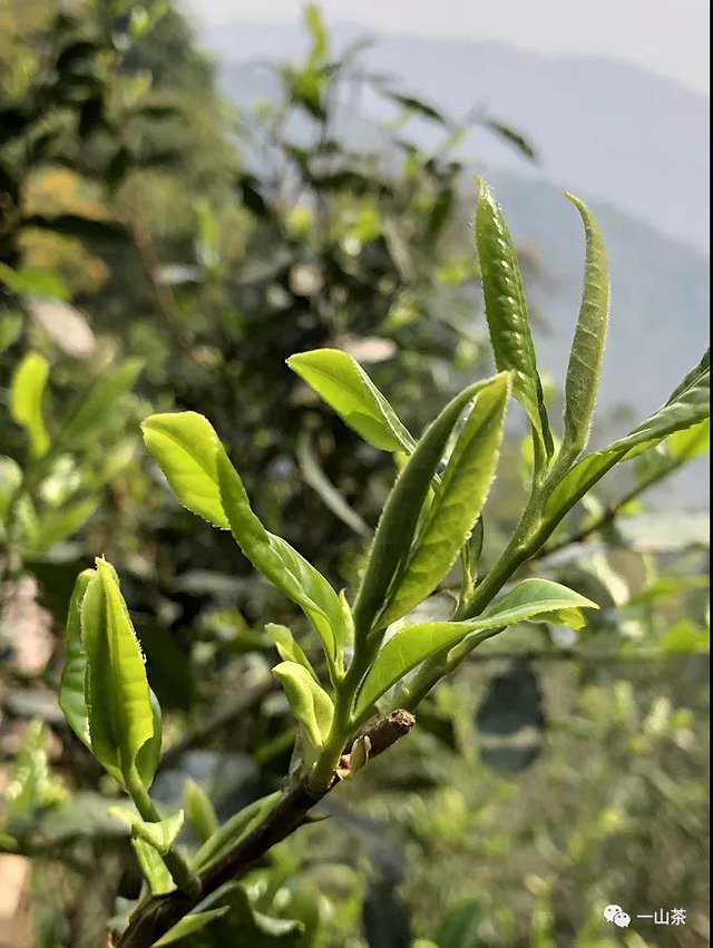 一山茶深山老林