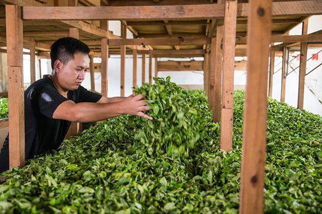 茶山初制所