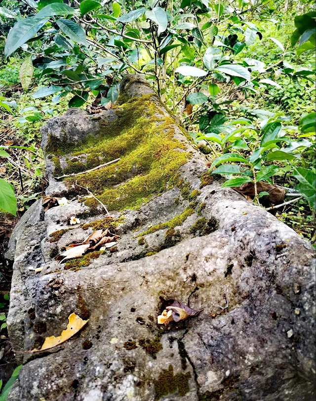 益木堂江内正山革登正山普洱茶