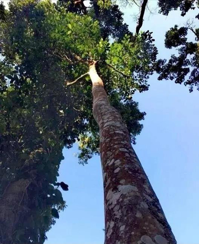 益木堂江内正山革登正山普洱茶