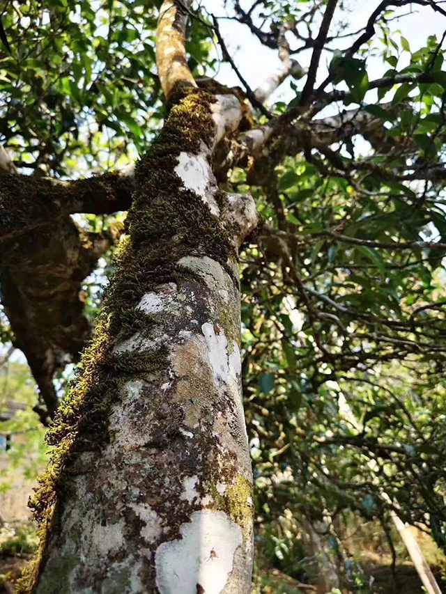 2021龙润茶薄荷塘易武茶