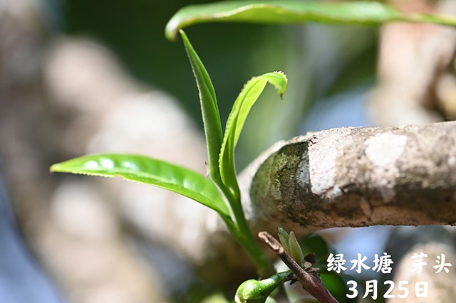 2021年绿水塘普洱茶鲜叶开采