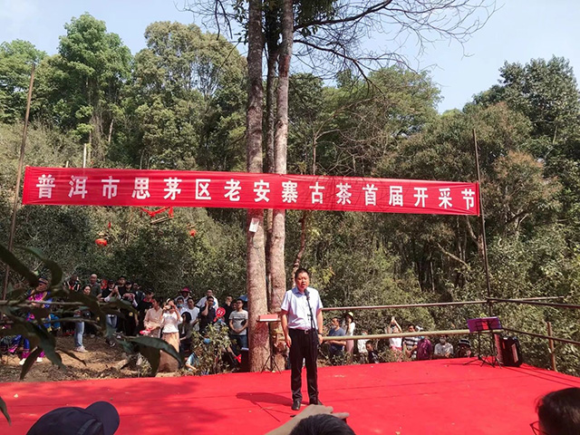 2021年春茶普洱思茅茶叶鲜叶价格