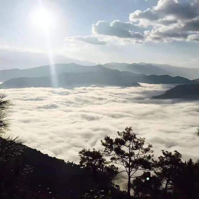 益木堂曼撒村落高山寨生茶