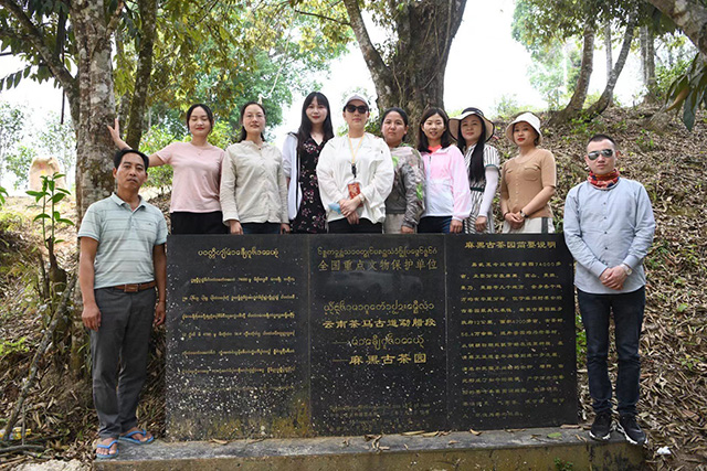 马哲峰易武寻茶日记