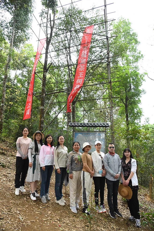 马哲峰易武寻茶日记