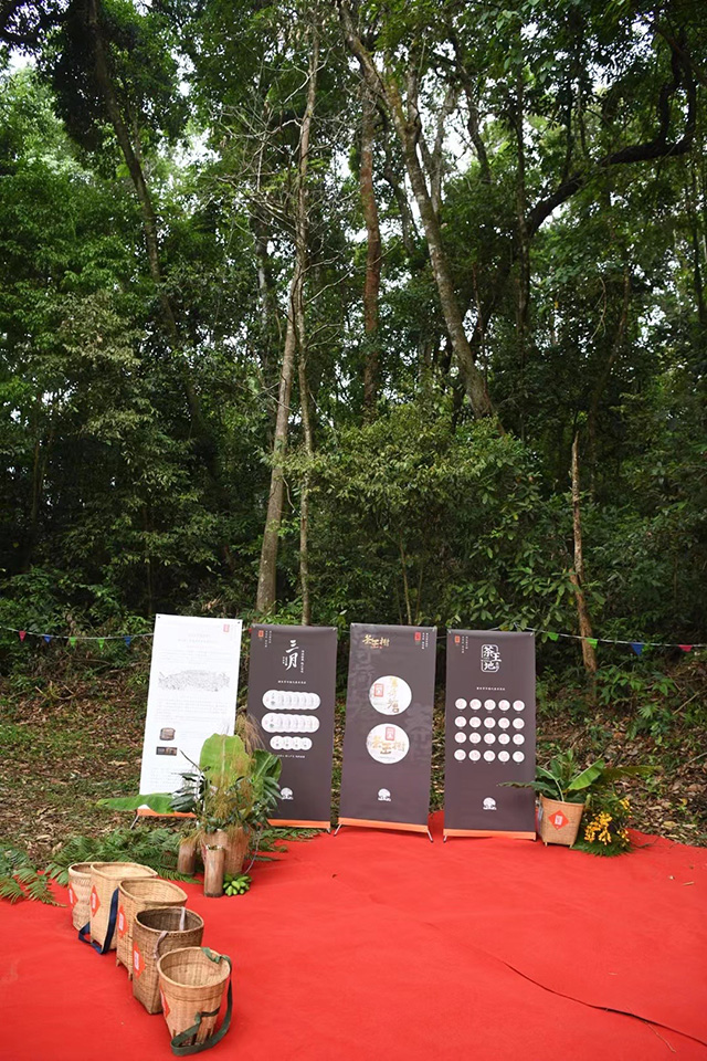 马哲峰莽枝山寻茶日记