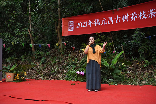 马哲峰莽枝山寻茶日记