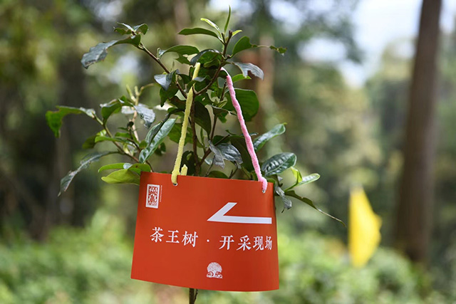 马哲峰莽枝山寻茶日记