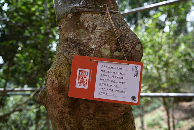 马哲峰莽枝山寻茶日记