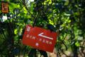 2021年莽枝古茶山茶王树春茶开采，在保护中开发