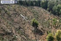 云南勐海100名毁林种茶者集体投案自首说明什么？