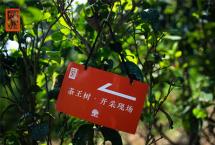 2021年莽枝古茶山茶王树春茶开采，在保护中开发