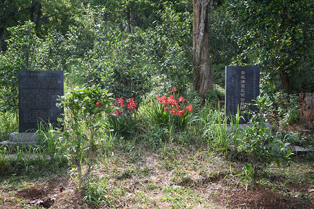 马哲峰革登山寻茶日记