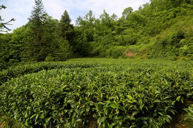 古茶树与乔木大茶树及台地茶树的区别