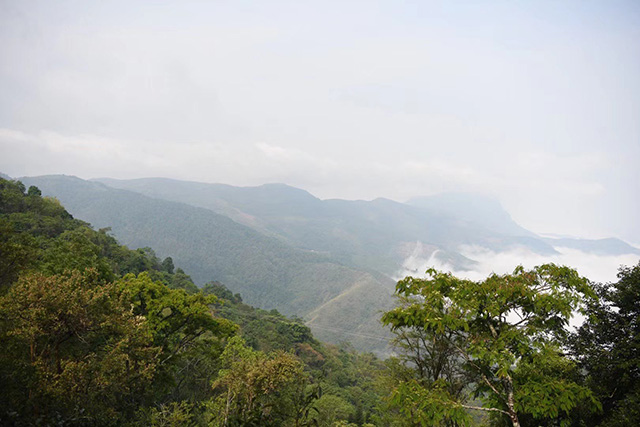 马哲峰革登山寻茶日记