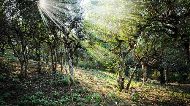 2021年六大茶山贺开古茶山