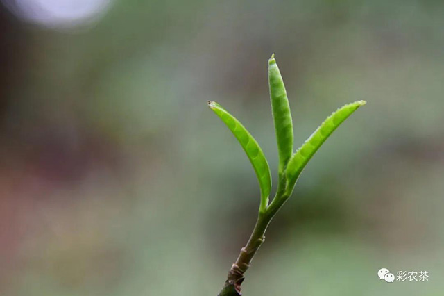 彩农茶2021年春白花岭普洱茶