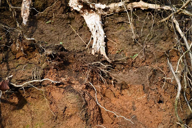 南糯山石头老寨古树茶的根系及土壤