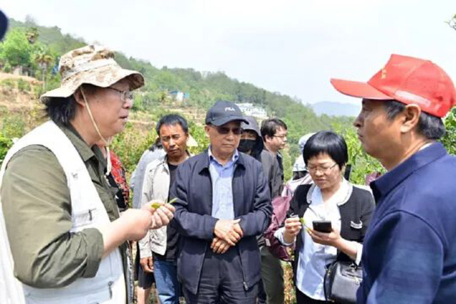 国内茶叶专家到云县漫湾镇白莺山古茶园进行科学考察