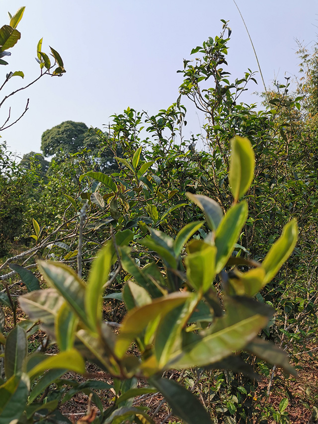 革登古茶园